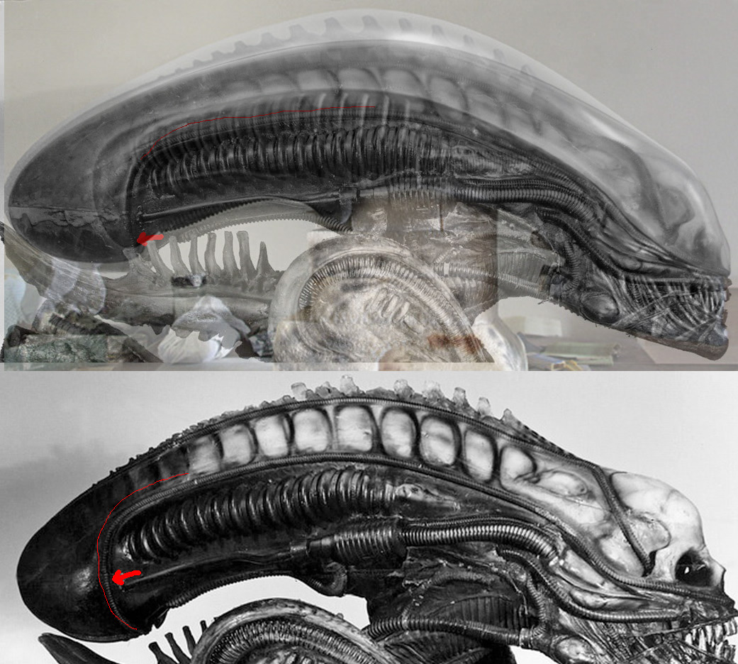 alhead3.jpg