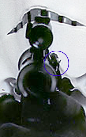 rex01.jpg